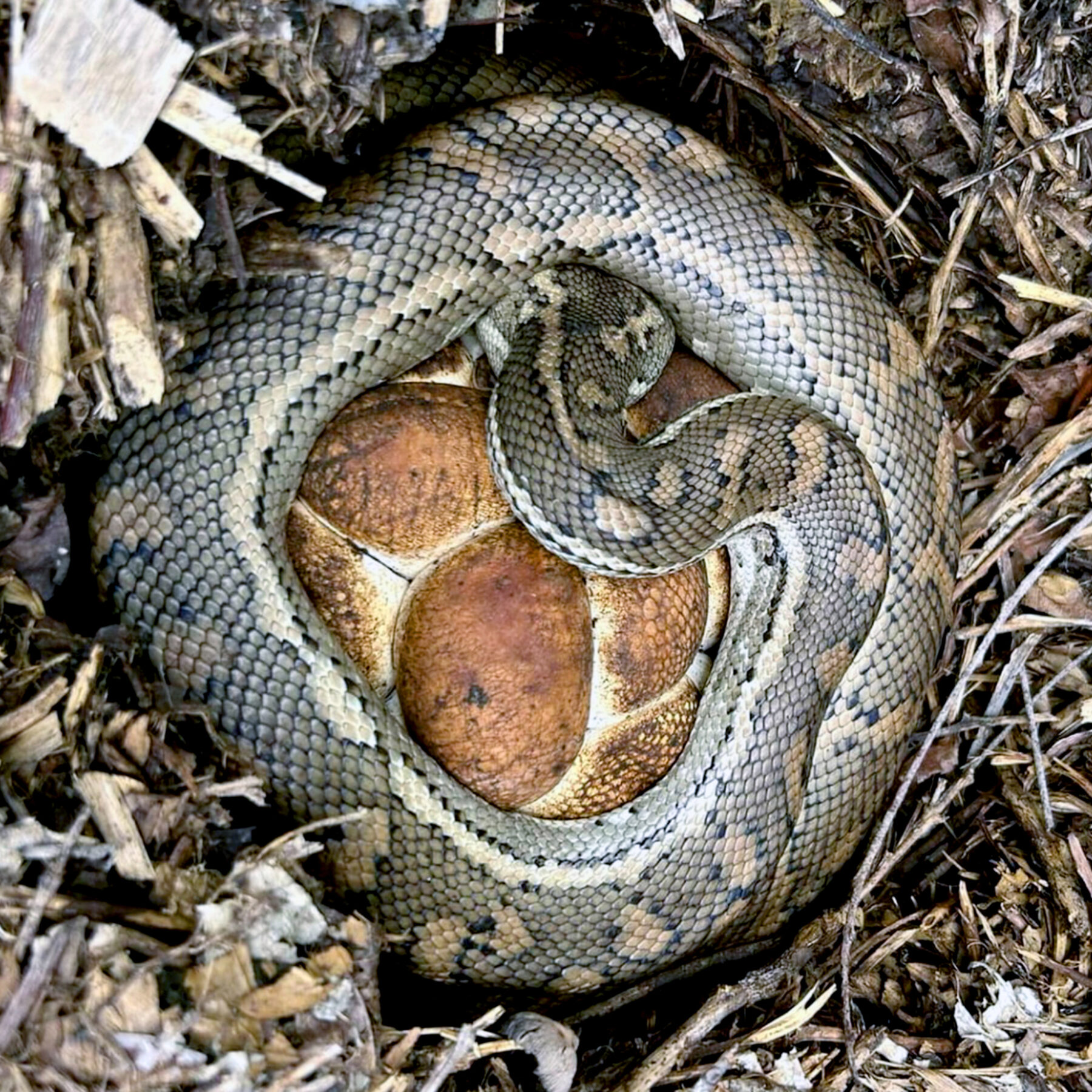 No, this snake isn't hugging a bread roll - Australian Geographic